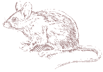 big mouse