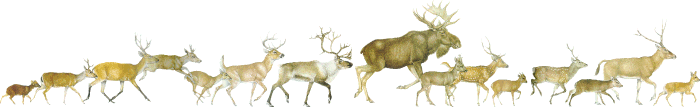 deer parade
