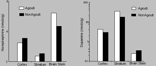 Norepinephrine and dopamine levels in the brains of two colormophs of deer mice