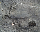 dinosaur07.jpg