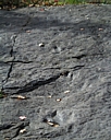 dinosaur08.jpg