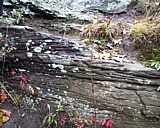 mt_tom06.jpg