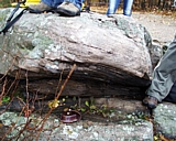 mt_tom07.jpg