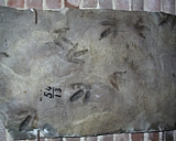 pratt10.jpg