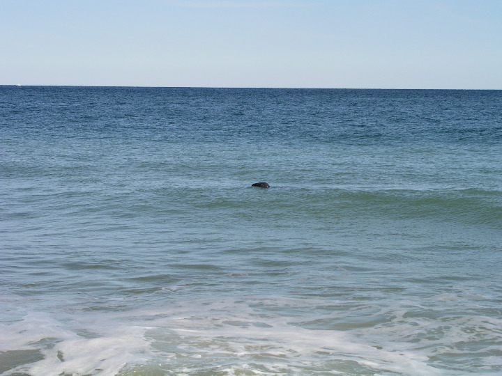 Cape_Cod - 056