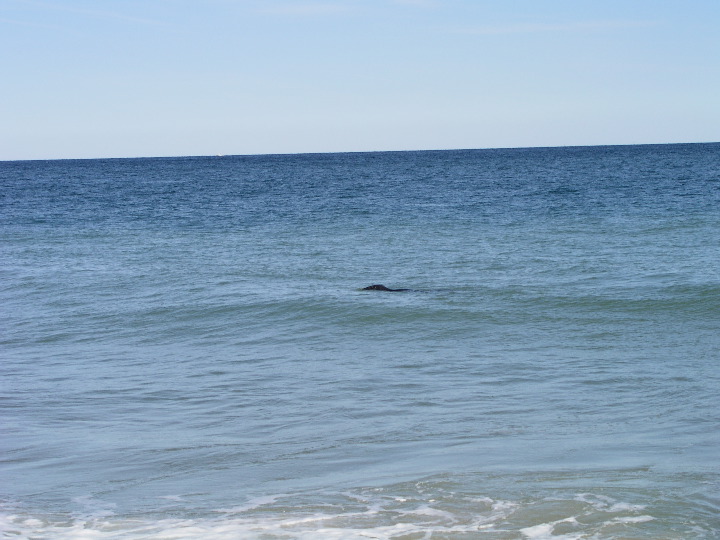 Cape_Cod - 057