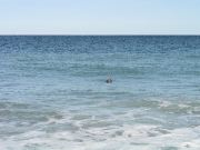Cape_Cod - 052
