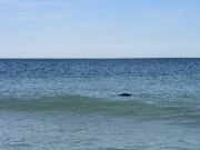 Cape_Cod - 055