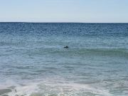 Cape_Cod - 056