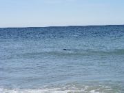 Cape_Cod - 057