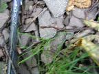 Mt_Holyoke - 15