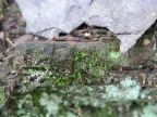 Mt_Holyoke - 07