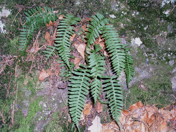 Roaring_Brook - 42