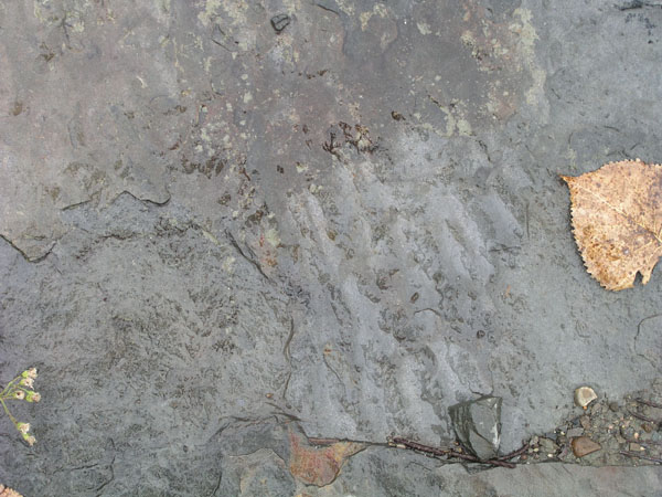 dino_prints_008