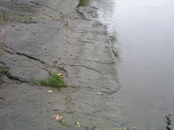 dino_prints_015