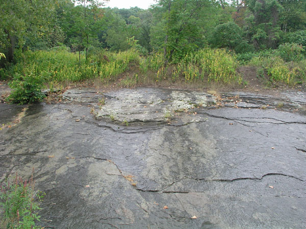 dino_prints_016