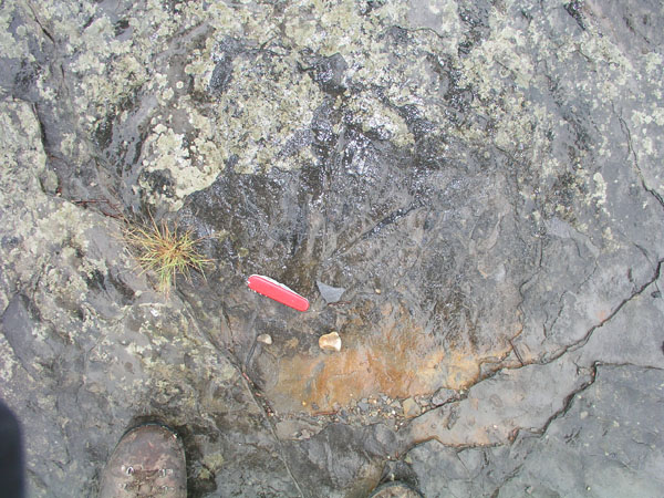 dino_prints_020