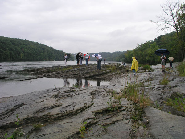 dino_prints_021