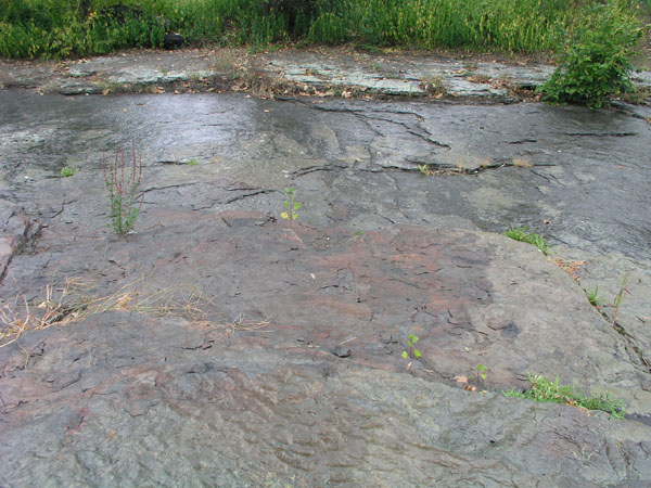 dino_prints_022