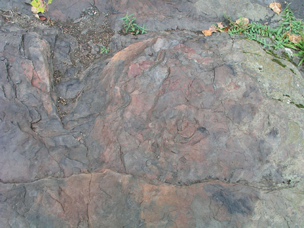 dino_prints_023