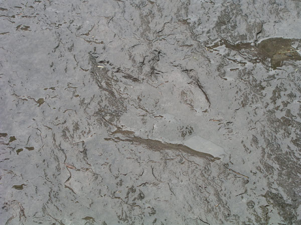 dino_prints_026