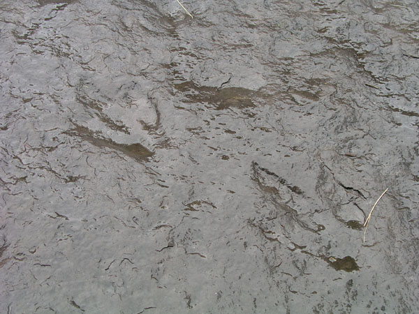 dino_prints_027