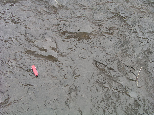dino_prints_028