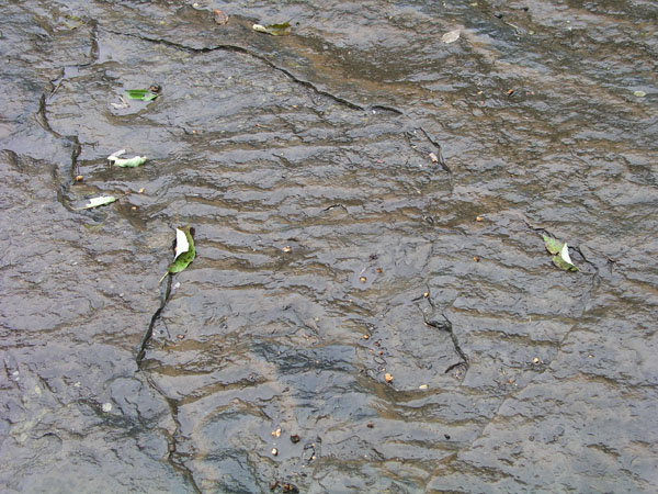 dino_prints_029