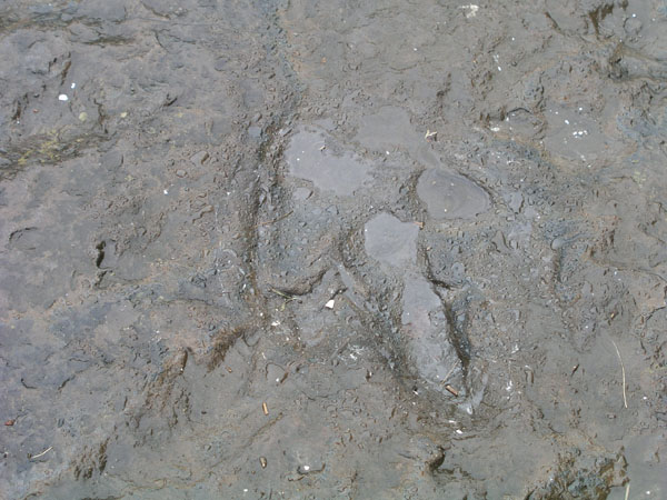 dino_prints_031
