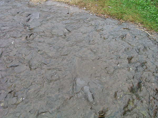 dino_prints_032