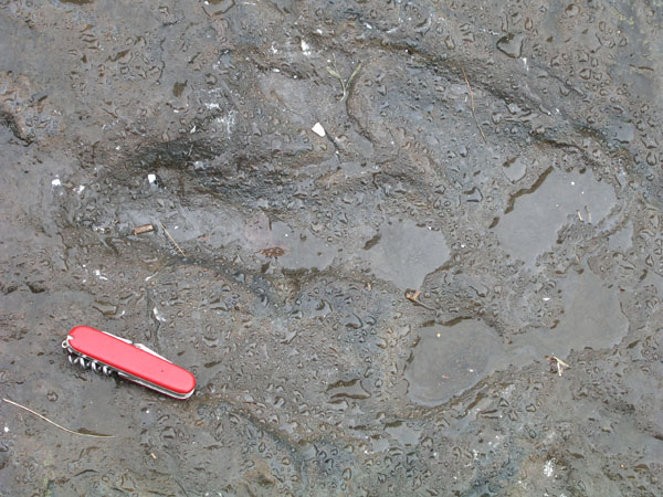 dino_prints_033