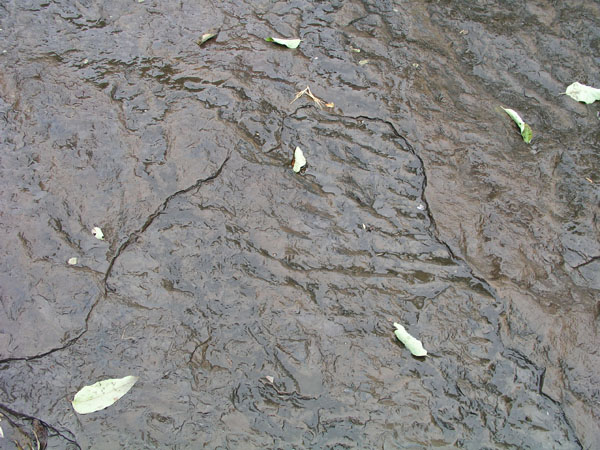 dino_prints_034