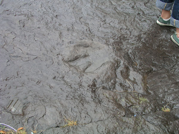 dino_prints_037