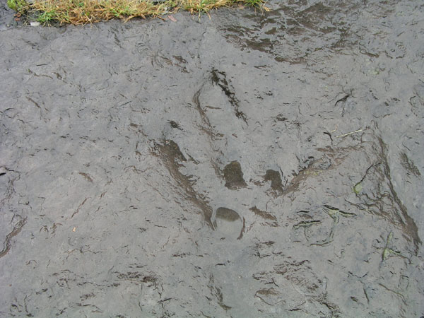 dino_prints_038