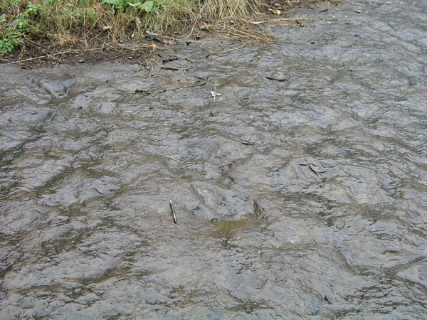 dino_prints_042