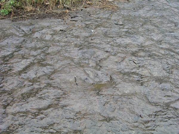 dino_prints_043
