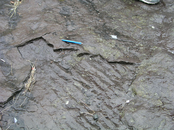 dino_prints_044