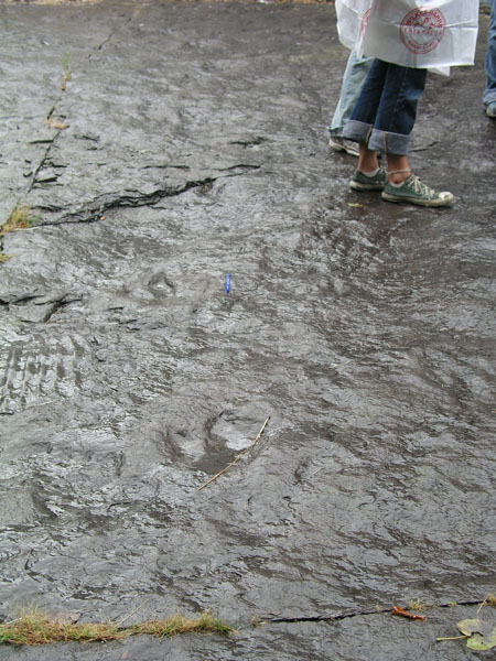 dino_prints_045