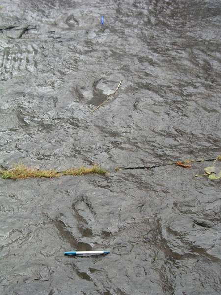 dino_prints_046
