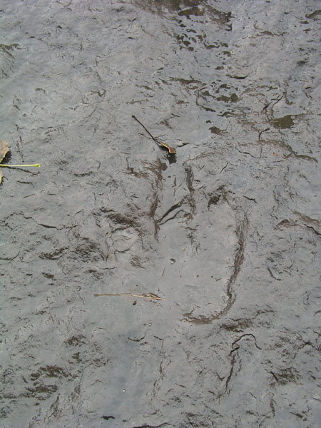 dino_prints_047
