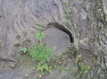 dino_prints_004