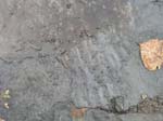 dino_prints_008