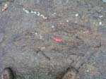 dino_prints_012