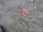 dino_prints_013