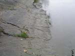 dino_prints_015