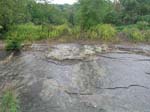 dino_prints_016