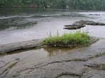 dino_prints_017