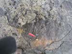 dino_prints_019