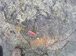 dino_prints_020