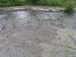 dino_prints_022